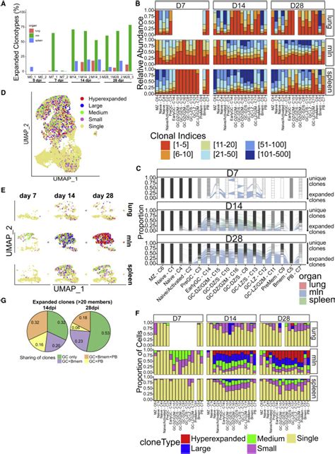 Single Cell Bcr And Transcriptome Analysis After Influenza Infection