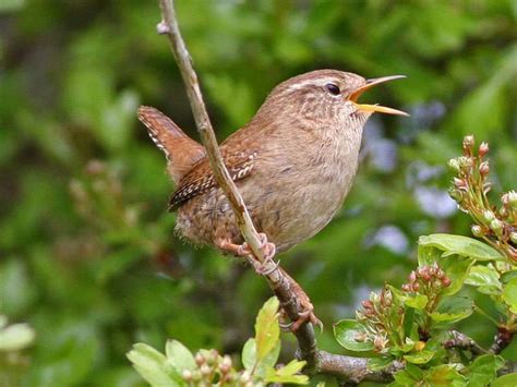 Zaunk Nig Wildvogelhilfe Org