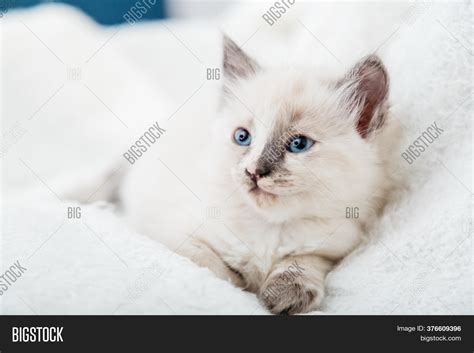 White Baby Cats With Blue Eyes