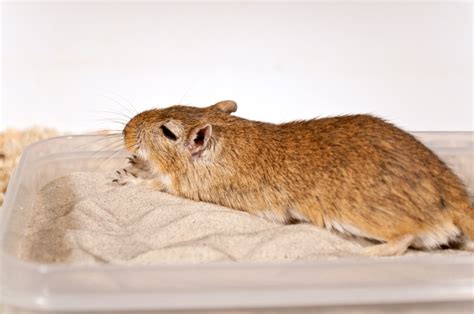 Gerbil cages + Bedding - Gerbil care guide