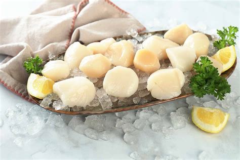 Fresh Large Dry Sea Scallops (10-20) - Pine Tree Seafood