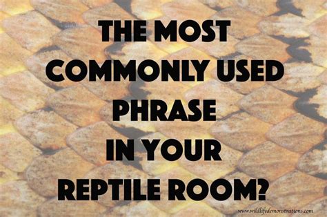 Reptile memes | Reptiles, Memes, Pet care