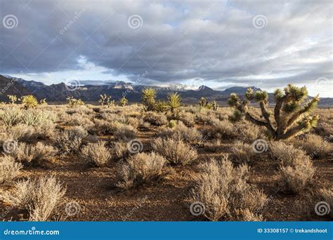 Southern Nevada Mojave Desert Morning Stock Image Image Of Rural