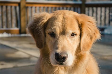 Golden Retriever · Free Stock Photo