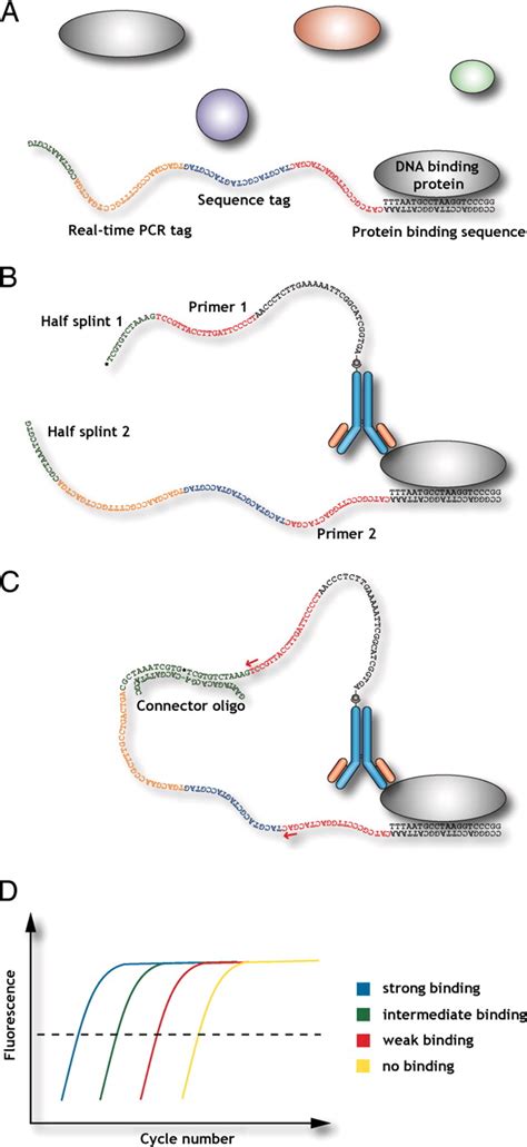 In Vitro Analysis Of Dnaprotein Interactions By Proximity Ligation Pnas