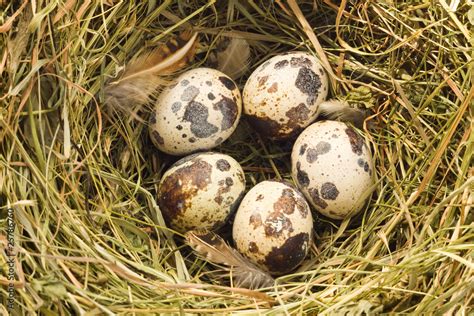 Quail nest Stock Photo | Adobe Stock