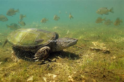 Common Snapping Turtle In Water