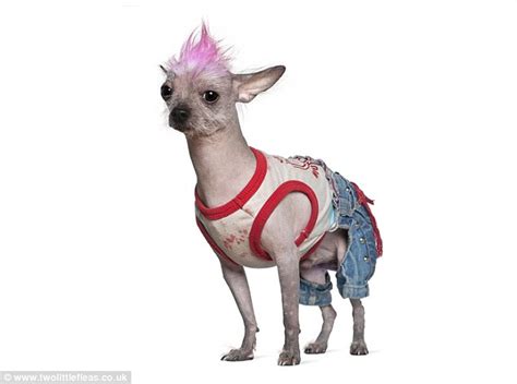 See Adorable Animals Dressed Up For Halloween Daily Mail Online