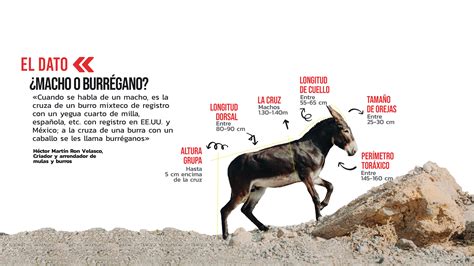 Todo Lo Que Debes Saber Sobre El Promedio De Vida De Los Asnos