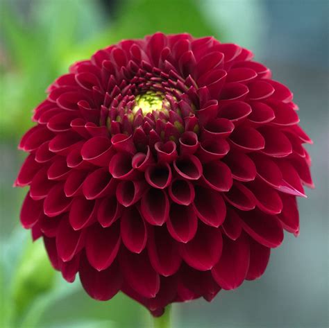 #Dahlia 'Red Fox' | Wholesale flowers, Bulb flowers, Flower farm