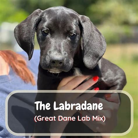 Labradane (Great Dane Labrador Mix) - LabraJoy