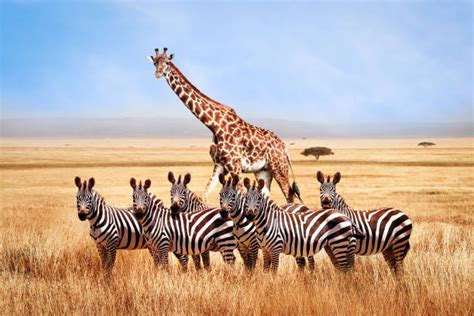 Zebras And Giraffes Together