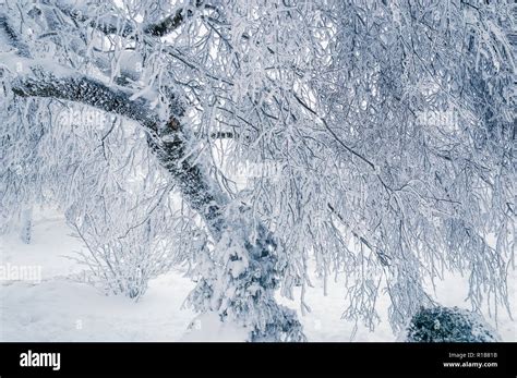 Winter background: frozen tree covered with snow and ice on a cold day ...