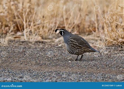 California Quail Callipepla Californica Stock Image Image Of Beauty