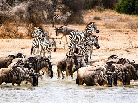 Symbiotic Relationship between Wildebeest and Zebra | One Nature Hotels