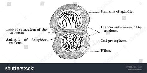 Stages Cell Cycle Karyokinesis Mitosis Divided Stock Vector (Royalty ...