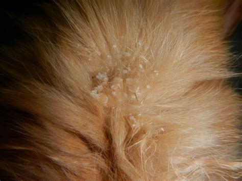 Cat Dandruff Causes Symptoms And Treatment