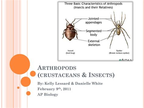 Ppt Arthropods Crustaceans And Insects Powerpoint Presentation Id