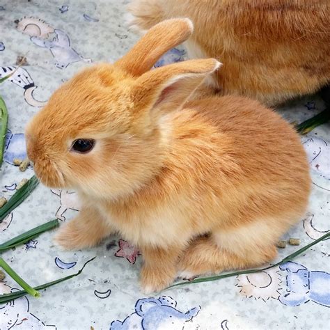 Orange Baby Bunny