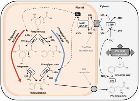 Frontiers Biosynthesis And Metabolic Fate Of Phenylalanine In