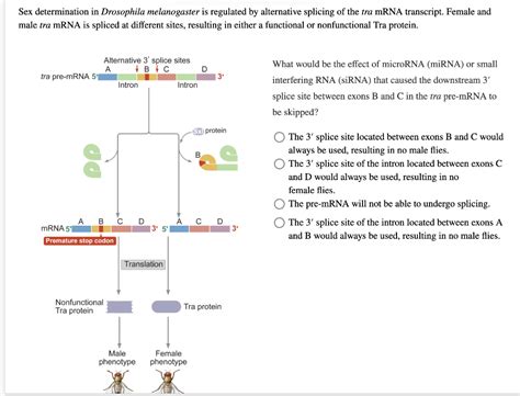 Solved Sex Determination In Drosophila Melanogaster Is Chegg