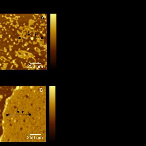 AFM Topography Images And Height Profiles Of Proteins On SLBs After