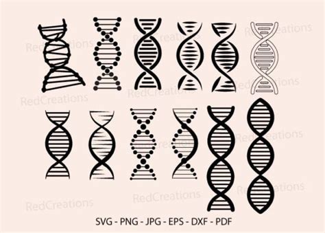 Dna Strand Svg Bundle Designs Graphics