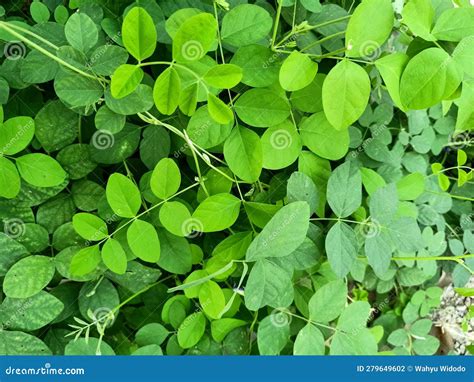 Bluebellvine Plant Green Leaves Background Stock Photo - Image of ...