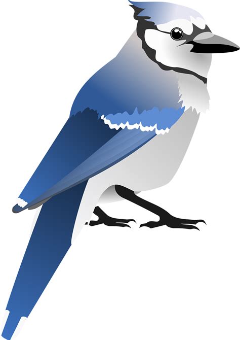 Le Geai Bleu Oiseau Image Gratuite Sur Pixabay Pixabay