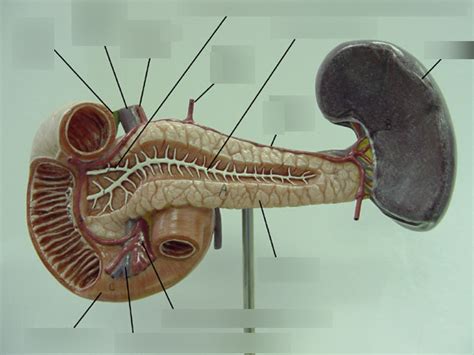 Duodenum Pancreas Spleen Diagram Quizlet