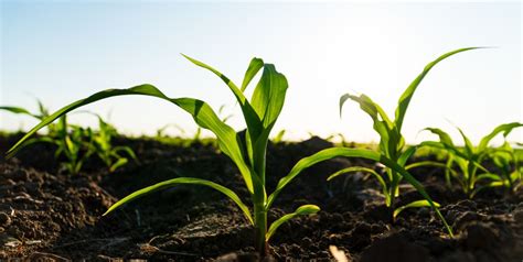 Biofertilizantes Aliados De La Agricultura Sostenible Genia Bioenergy