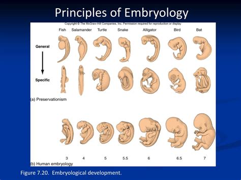 PPT Comparative Anatomy Early Embryology PowerPoint Presentation