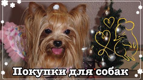 Покупки для собаки / покупки из зоомагазина - YouTube