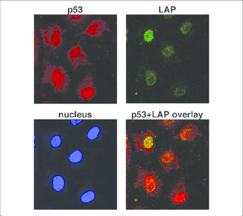 Subcellular Localization Of P53 And Lap In Esc Esc Were Treated With