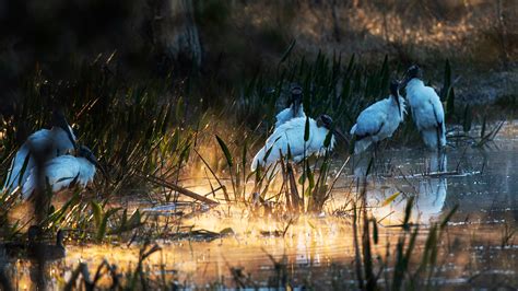 Wetland destruction permitting in Florida denied by judge