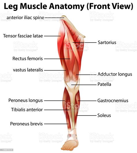 Anatomi Otot Kaki - 50+ Koleksi Gambar