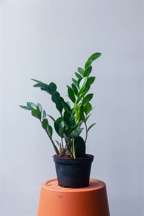 ZZ Plant | Natty Garden