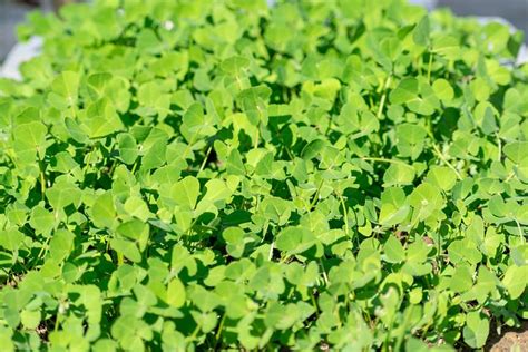 10+ Free Fenugreek Leaves & Fenugreek Photos - Pixabay