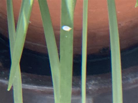 Little white bugs on plant! What are they? : r/plants