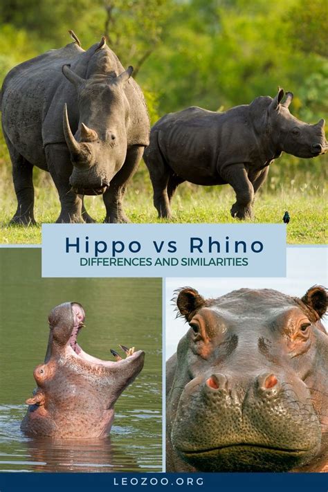 Hippo vs Rhino: What Sets Them Apart?