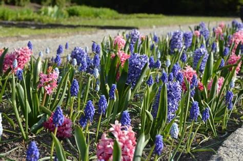 15 Plantas De Bulbos Nombres Y Características Con Fotos Y Vídeo