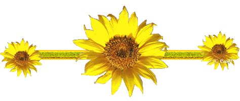 Gif_Paradise: SUNFLOWER GIFS