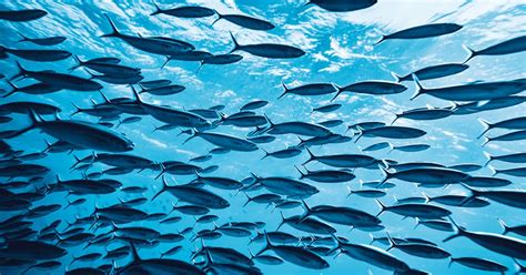 Scientists Navigate Uncharted Waters in Fish Immunology - environment ...