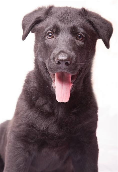 German Shepherd Lab Mix - Sheprador Breed Traits