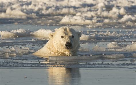 Close Encounters With Polar Bears In The Frozen Alaskan Wilderness