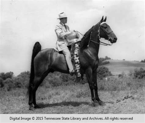 Tennessee Walking Horse - Tennessee Historical Society