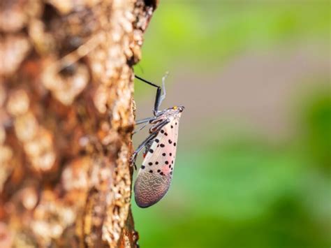 Insect And Disease Treatment Western States Arboriculture