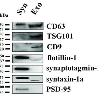 Comparative Western Blot Analysis Of Selected Proteins In The