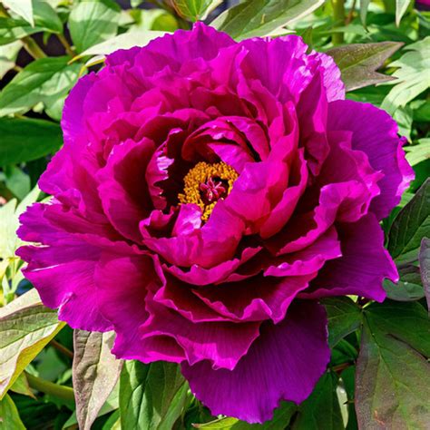 Tree Peony Royal Dragon Wu Long Peng Sheng Canadian Gardenerhttps