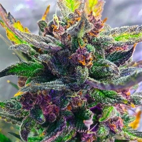 Auto Strawberry Milkshake Strain Information Strain Information